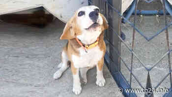 Sora – Cerchiamo Lola! - TG24.info