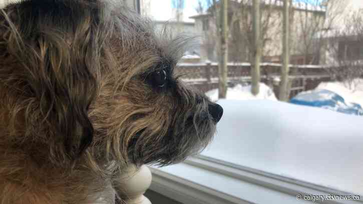 Calgary's extreme cold snap proves tough on dogs
