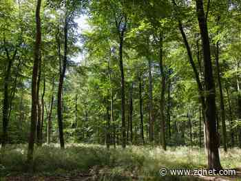 What is an environmental science degree?
