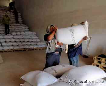 Abren acopiadoras de frijol en Fresnillo - NTR Zacatecas .com