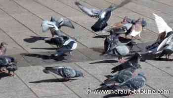 Frontignan : installation d'un pigeonnier - Hérault-Tribune