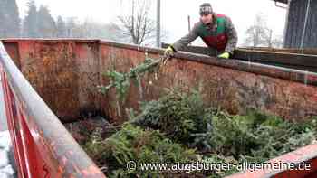 Wann die Christbäume im Landkreis Neu-Ulm 2022 gesammelt werden - Augsburger Allgemeine