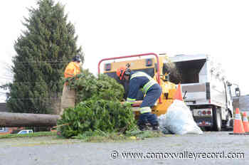Comox Valley Christmas tree drop-off set for Jan. 8-9 weekend – Comox Valley Record - Comox Valley Record