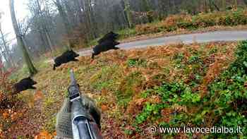 Fauna selvatica: per Coldiretti Cuneo le azioni della Regione sino ad oggi "sono state fallimentari" - LaVoceDiAlba.it