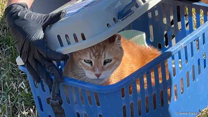 Up to 60 cats found at Round Rock home, crews work to remove them
