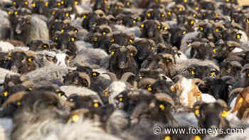 COVID-19: Goats and sheep encourage vaccination in Germany