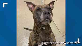 Meet Tigerlily, the Chesapeake Animal Services dog that took a field trip to the fire department
