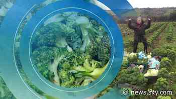Ancient practice saves leftover crops to tackle food poverty - and helps the environment too - Sky News