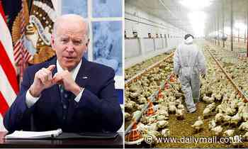 Meat industry tells Biden to stop 'playing chicken' with their food - Daily Mail