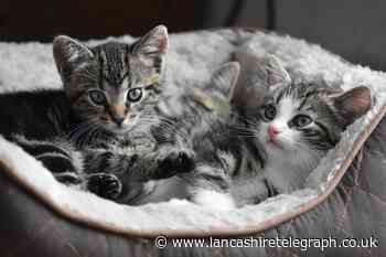 Lancashire the second cheapest county in Britain to have cats vaccinated