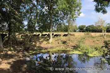 Farmers and landowners to bid for funds to 'rewild' countryside - theoldhamtimes.co.uk