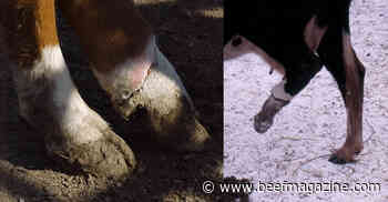 Fescue foot on rise this winter