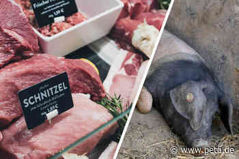 Flexitarier: Warum es nicht reicht, weniger Fleisch zu essen - PETA Deutschland e.V.