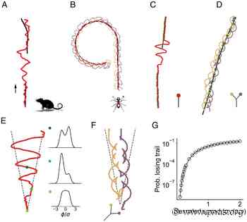 Sector search strategies for odor trail tracking - pnas.org