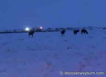 Bullwinkle in the City: Moose Visits Weyburn - DiscoverWeyburn.com
