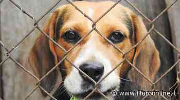 Ardea taglia i rapporti con Alba Dog, è allarme per 118 cani: i chiarimenti del Sindaco - Il Faro online