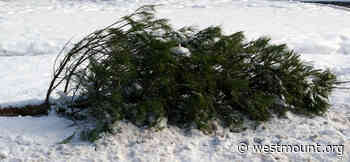 Christmas tree collection weeks of January 10 and 17 - City of Westmount - Ville de Westmount