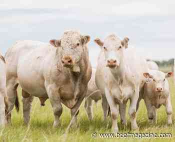 DeBruycker Charolais launches membership club