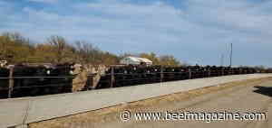 Bunk space requirements for limit-fed growing beef cattle not as large as thought