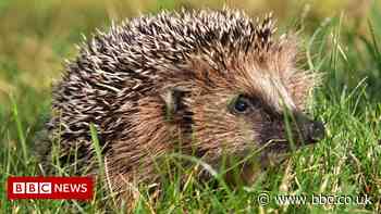 Antibiotic-resistant superbug evolved on hedgehogs