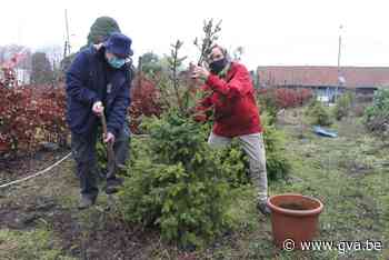 Gemeente haalt kerstbomen op (Kalmthout) - Gazet van Antwerpen