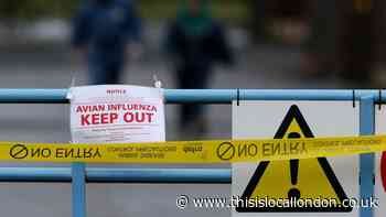 Human bird flu case confirmed in England - What we know