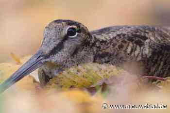 Natuurinspecteurs betrappen jagers met illegaal geschoten houtsnippen