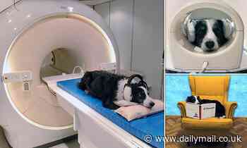 Pets: Dogs are able to detect speech and distinguish between different languages, study finds