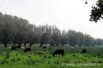 Natuurpunt krijgt meer werk voor beheer van Molenbeekvallei