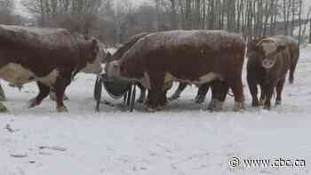 Extreme cold challenges Alberta cattle producers — and their animals
