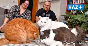 Tier des Monats: Elf Tiere finden ein neues Zuhause - Hannoversche Allgemeine