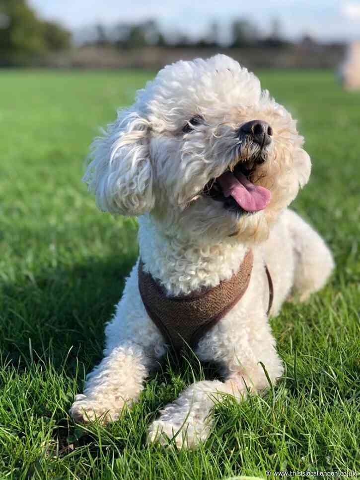 Pets for Life, Not for Covid - Eva Ilieva, Latymer-upper School