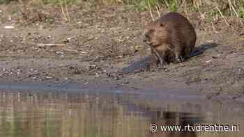 Wildcam: zorgzame bever helpt kleintjes naar de overkant - rtvdrenthe.nl