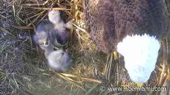 Eagles Ron, Rita Successfully Hatch Third Egg in Miami-Dade