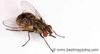 New sticky trap lures bloodsucking flies
