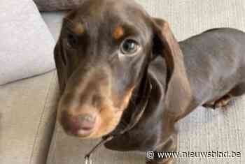 Dwergteckeltje Scott thuis gestolen tijdens oudejaarsnacht in Kapellen