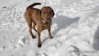 See the incredible moment skiers find dog buried under avalanche
