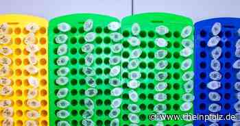 Omikron seit Weihnachten auf ungebremstem Vormarsch - HEIDELBERG - Rheinpfalz.de