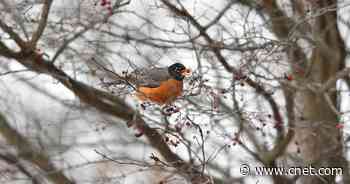 US government agency wants you to know birds are real     - CNET