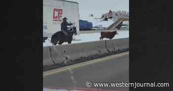 Watch: Cows Escape Pen, Get Rounded Up on Highway After Another Attempted Escape