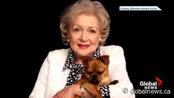 Alberta animal rescue groups benefitting from Betty White’s legacy
