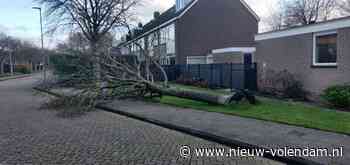 Gesneuvelde boom in Pieter Claesstraat | Nieuw-volendam.nl - Nieuw-Volendam