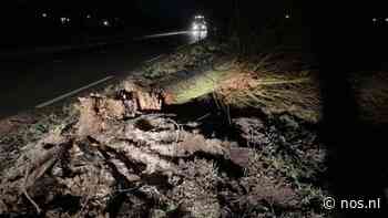Boom in flauwe bocht Lunteren gekapt na zoveelste ongeluk - NOS