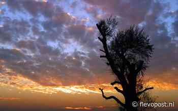 De Klasemaboom, de oudste boom van Lelystad, Oostelijk en Zuidelijk Flevoland is geveld - flevopost.nl