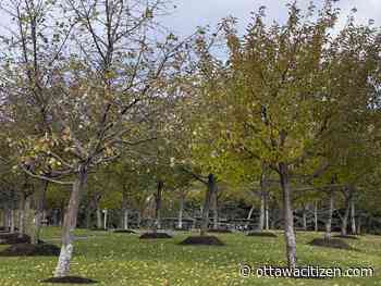Buckles: Expanding Ottawa's tree canopy won't happen without strong leadership - Ottawa Citizen