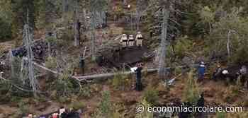 Tree Opera: la vita della foresta va in scena - EconomiaCircolare.com