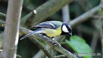 NABU will wieder Tiere zählen: Auch zwischen Rathenow und Falkensee schlägt wieder die „Stunde der Wintervögel“ - moz.de
