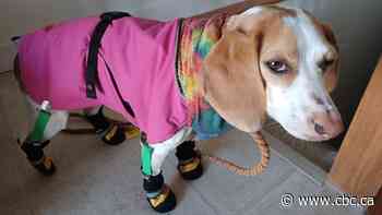 Heart- and paw-warming pics of Calgary's pooches in parkas and booties - CBC.ca