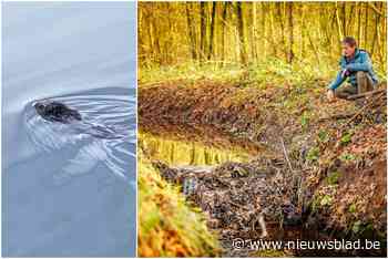 Bever bouwt dam en legt bomen neer in omgeving van het fort van Kessel: “Best bijzonder”
