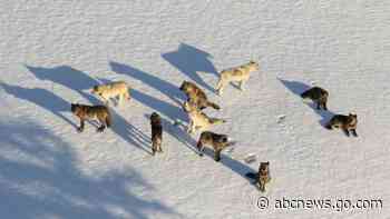 Hunters kill 20 Yellowstone wolves that roamed out of park